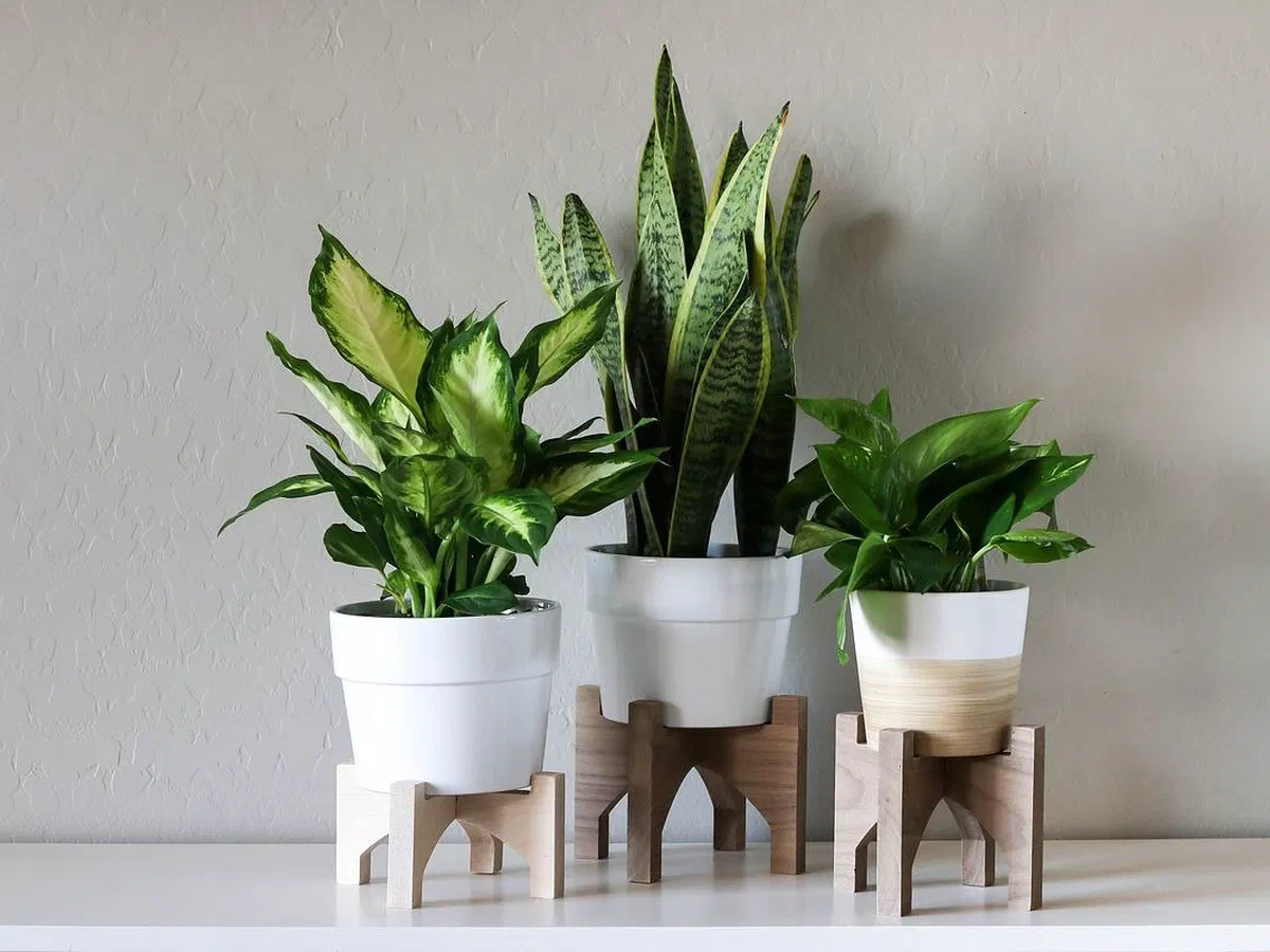 Three wooden plant stands of different heights holding potted houseplants.